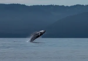 Hoonah Whale Tours in Icy Strait