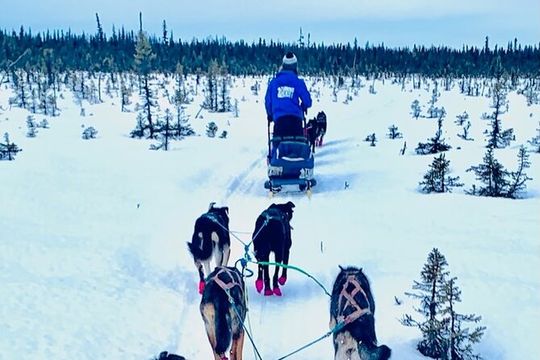 Winter Dog Sledding in Knik, Alaska