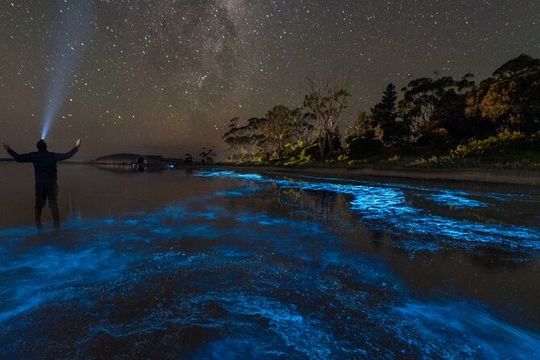Florida Bioluminescent Kayak & Paddle Board Adventure