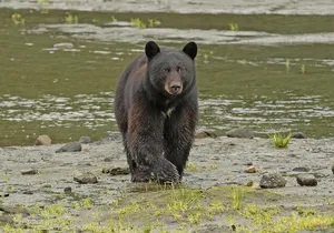 Ketchikan, Alaska Native Cultural and Wildlife Adventure