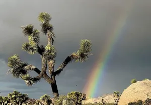 Joshua Tree National Park Scenic Tour