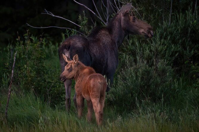 Private Wildlife Driving Tour in Rocky Mountain National Park