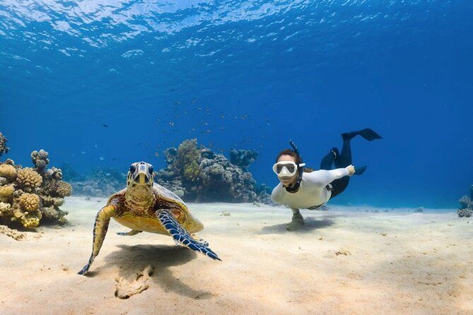 Next Level Oahu Circle Island Tour Snorkel w/Turtles and Byodo-In