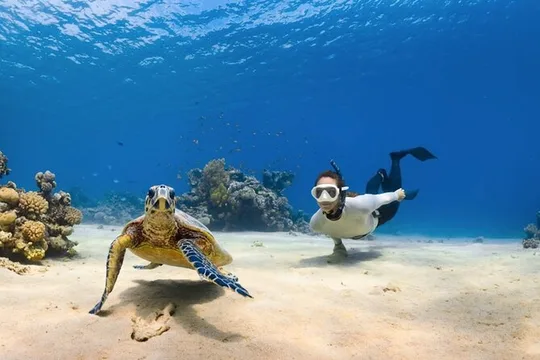 Next Level Oahu Circle Island Tour Snorkel w/Turtles and Byodo-In