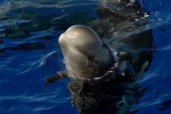 Guaranteed Dolphin/Whale Watch