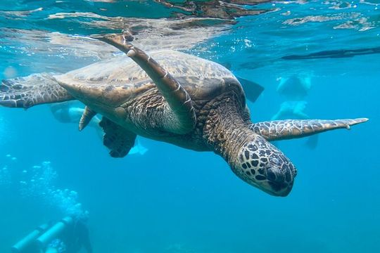 Hawaiian Culture & Snorkel Adventure with Photo/Videos