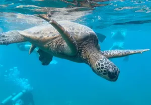 Hawaiian Culture & Snorkel Adventure with Photo/Videos