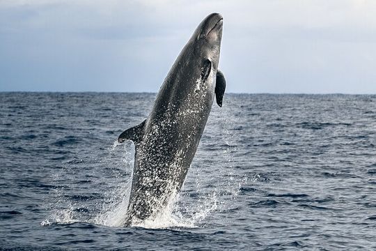 Pelagic Whale Watch Tour