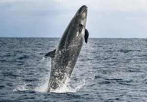 Pelagic Whale Watch Tour