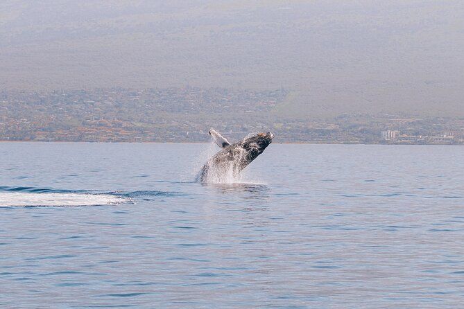 Midday Whale Watch: Mā’alaea Harbor