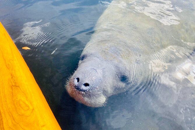 Dolphin and Manatee Adventure Tour of Sarasota with Olde Florida History!
