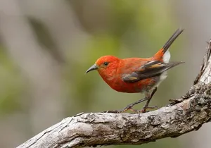 Kīlauea Hike and Lava Gazing with Native Hawaiian
