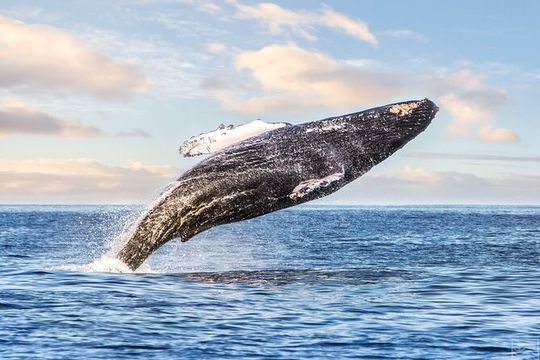 Kohola Whale Watching Excursion