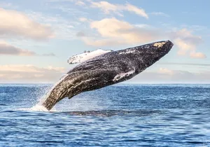 Kohola Whale Watching Excursion