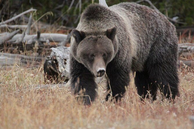 Half-Day Private Breathtaking Tour in Grand Teton National Park
