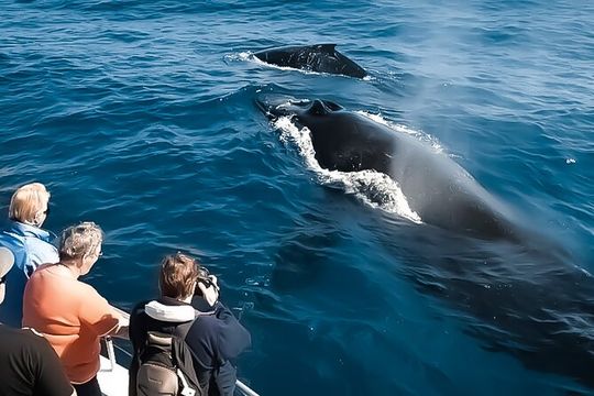 Whale Watching Tour - Big Island, Hawaii