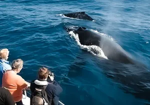 Whale Watching Tour - Big Island, Hawaii