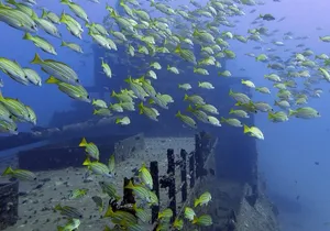 Small-Group Deep Dive in Oahu with Shipwreck and Reef