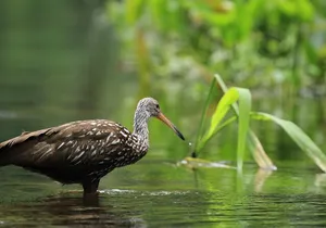 Wekiva Wildlife Kayaking Adventure Tour