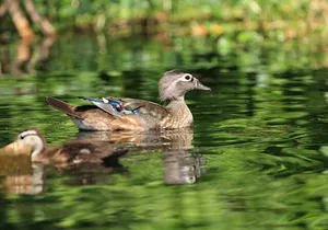 Silver Springs Manatee Kayak Tour