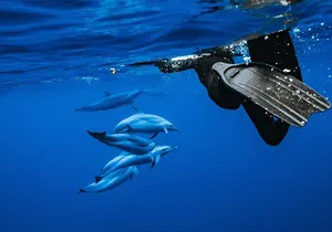 Swimming with Wild Dolphins Speedboat Adventure on Oahu