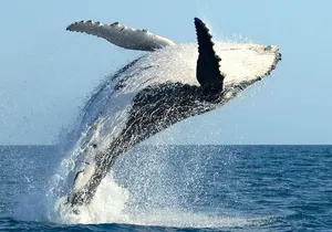 Whale Watching and Sunrise Breakfast Cruise in Honolulu