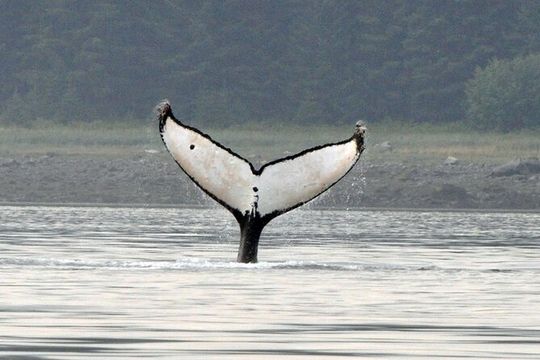 Wonderful Whales and Wildlife Tour