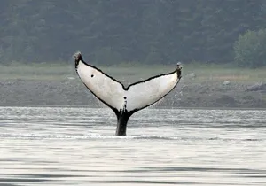 Wonderful Whales and Wildlife Tour