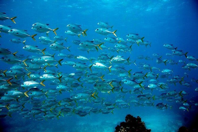 Key Largo Morning Snorkeling Adventure to 2 Sites