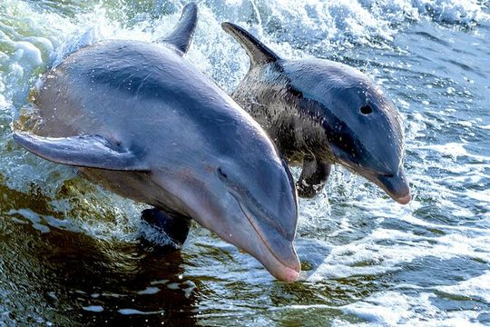 Private Marco Island / 10,000 Islands Sightseeing & Dolphin Tour