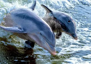 Private Marco Island / 10,000 Islands Sightseeing & Dolphin Tour