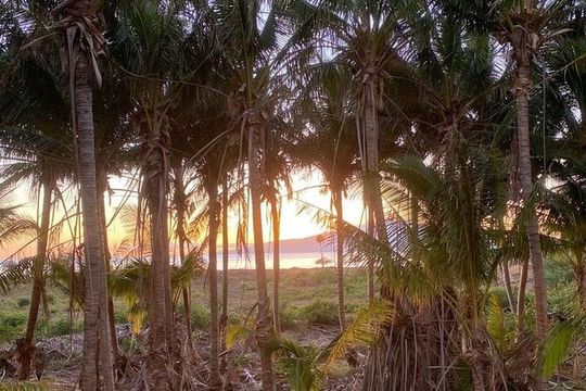 Tour a Hidden Mango and Coconut Orchard at Lahaina