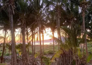 Tour a Hidden Mango and Coconut Orchard at Lahaina
