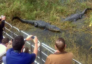 Orlando Florida Everglades Airboat Tour and Wild Florida Admission with Optional Lunch