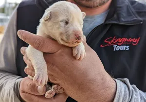 Yukon Husky Puppy Play Time & Summit Tour