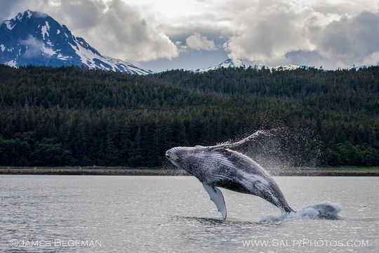 "Catch of the day" Whale-watching, Icy strait point, Hoonah