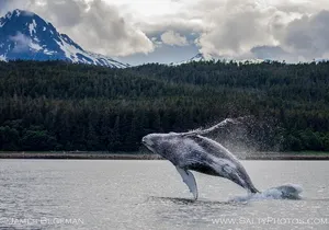 "Catch of the day" Whale-watching, Icy strait point, Hoonah