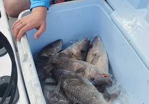 Sonnys Boat Tours Half Day Off Shore Fishing Charter Englewood Fl