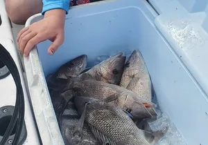 Sonnys Boat Tours Half Day Off Shore Fishing Charter Englewood Fl