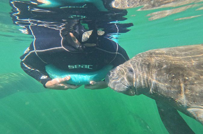 3 Hour Manatee Swim - Small Group w/complimentary photos!