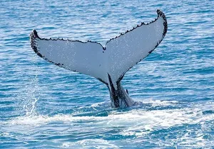 Royal Humpback Whale Exploration