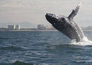Small-Group Half-Day Whale-Watching Tour in Puerto Vallarta