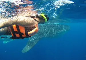Private Whale Shark Tour from Cancun