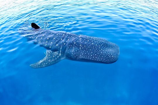 Whale Shark Experience Lifetime Memory in Cancun (snack included)