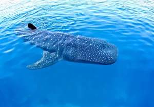 Whale Shark Experience Lifetime Memory in Cancun (snack included)