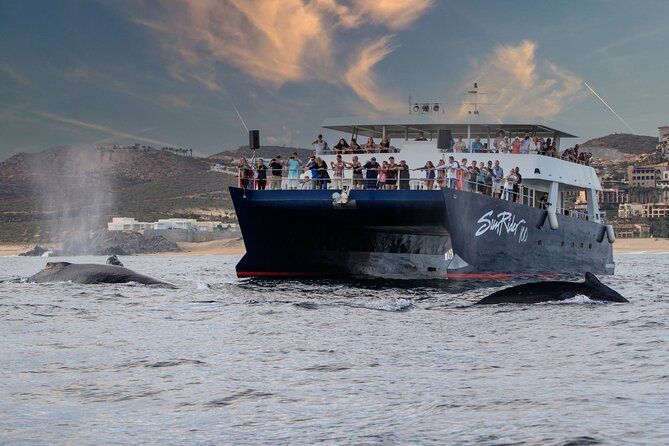 Whale Watching Dinner Cruise in Cabo San Lucas