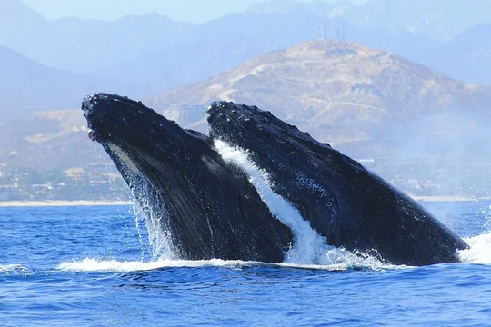Los Cabos Whale Watching: Pictures Included / Transport Available