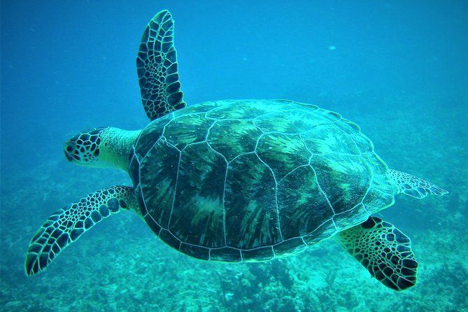 CAPTAIN ALAN'S 4hr -3 Islands-snorkeling-turtles-beach ADVENTURE
