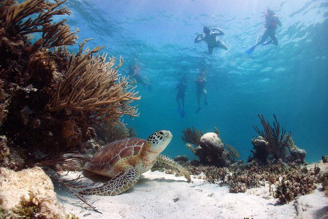 Cabo Pulmo National Park Snorkel Expedition from Cabo San Lucas
