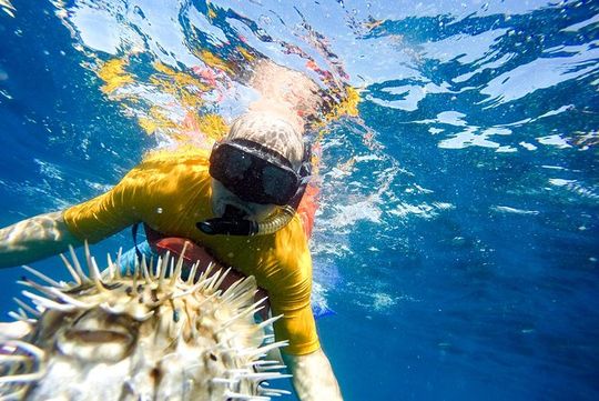Snorkel & Explore Pelican Rock by Glass Boat + Photos